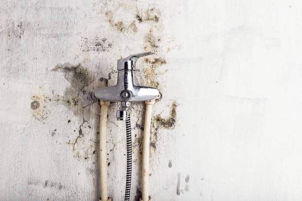 Trusted Chama, NM Mold Remediation Experts