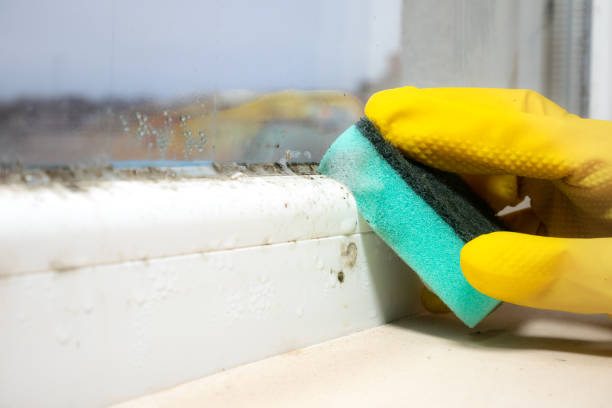 Best Crawl Space Mold Remediation in Chama, NM
